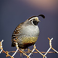 California Quail