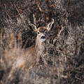 Camouflage