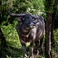 Curious Carabao