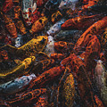 Koi Swarm