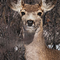 Listen Muley