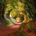 Tree Tunnel- West Sussex, UK