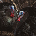 Turkey Twins
